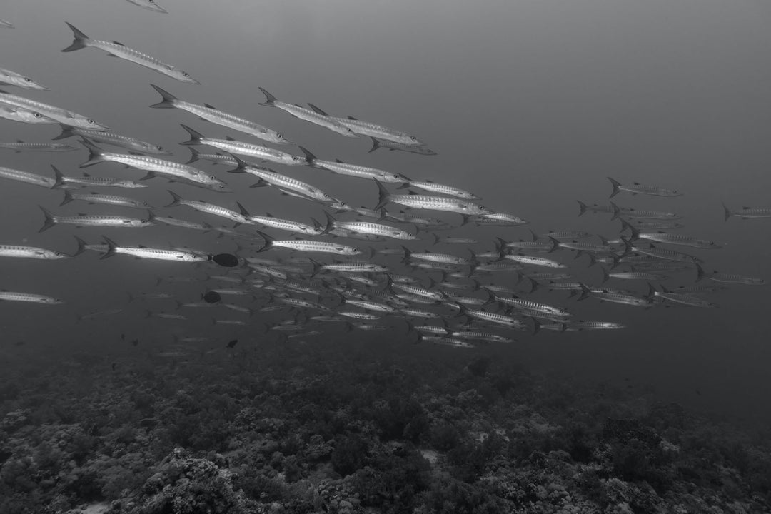 Benefits of marine collagen for beauty